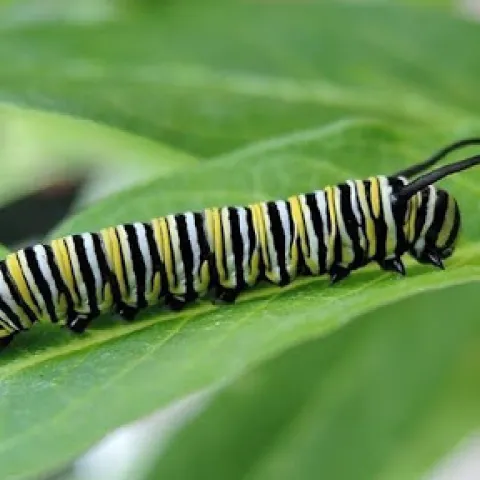 Banner Habitat caterpillar