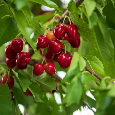 cherry