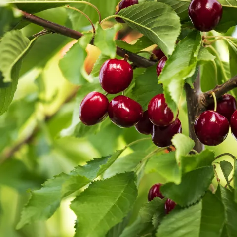 cherry tree