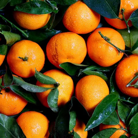 Ripe oranges amoung green leaves