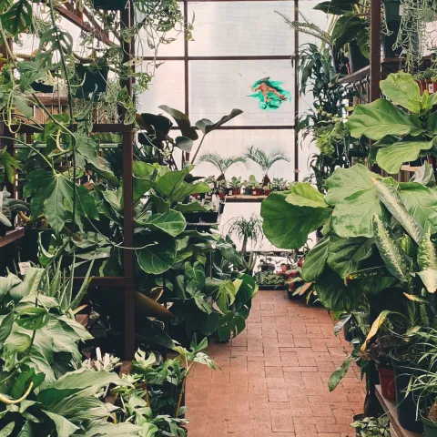 plants