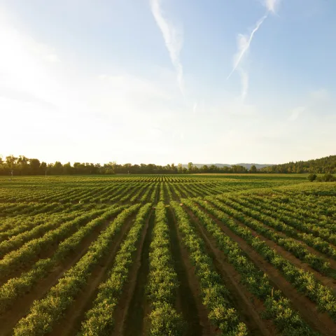 field