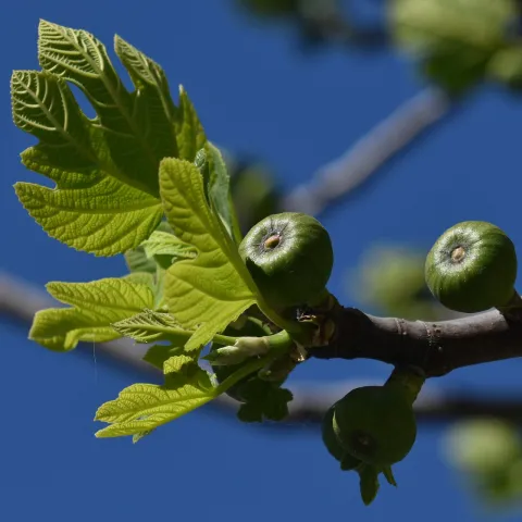 figs