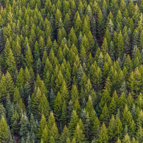 forest