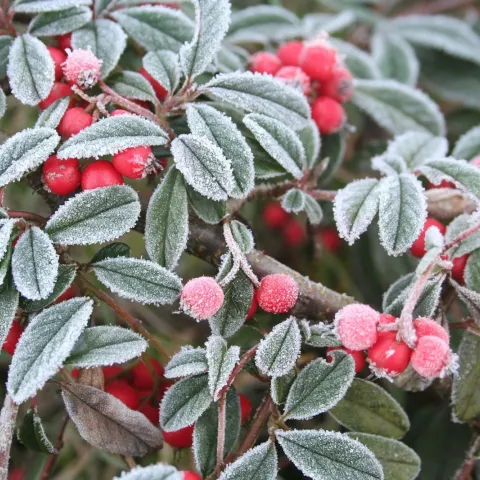 Frost on an ornamental plant with red berries