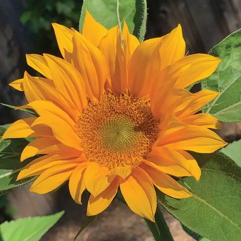 Seedlings, sunflower, and pomegranates represent spring, summer, and fall in the garden/