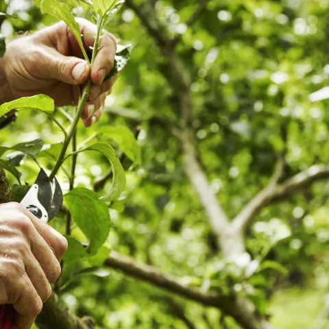 hands pruning