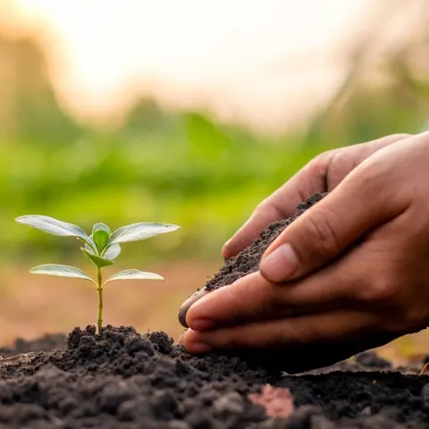 planting a seedling