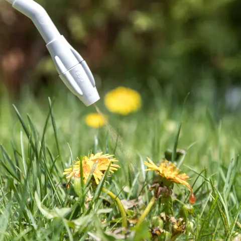Spraying weed killer on a dandelion