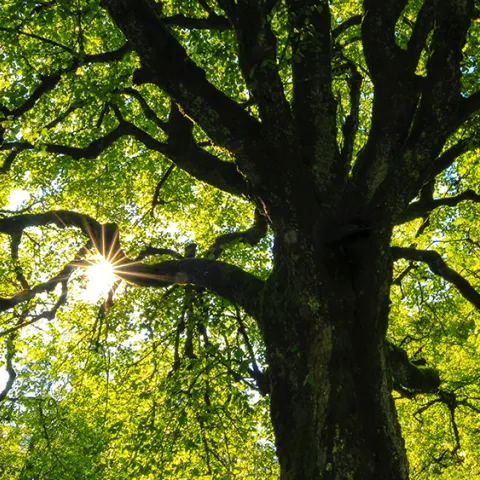 tree