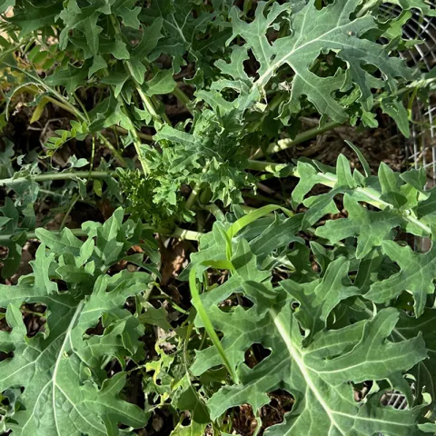 Kale