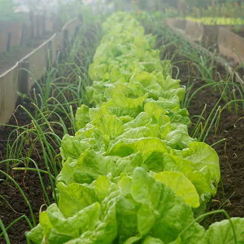 lettuces