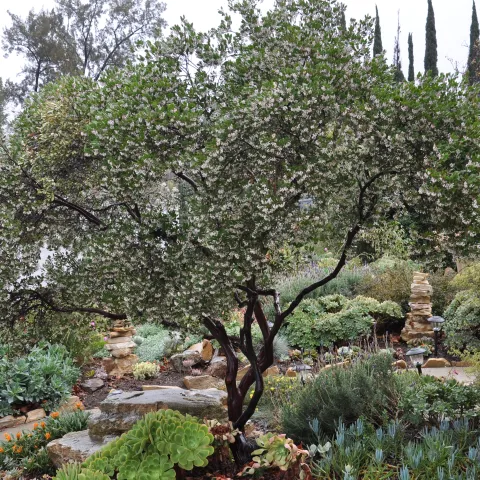manzanita
