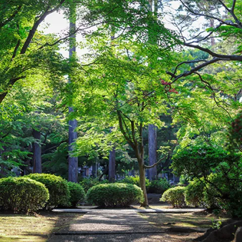 garden