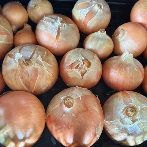 onions cured and in storage