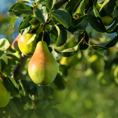 pear tree
