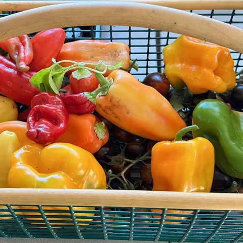 pepper varieties