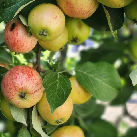 apples