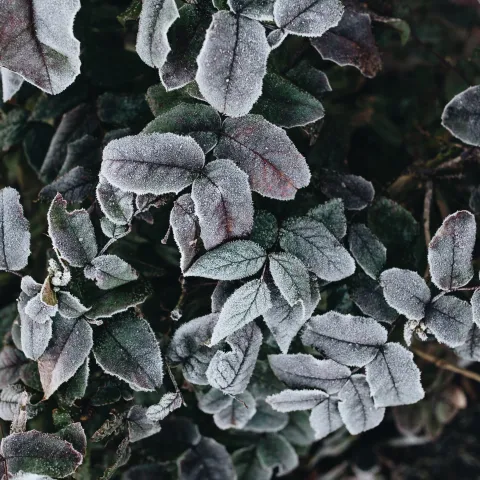 banner frost