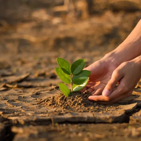 Planting a seedling in very dry, cracked, ground