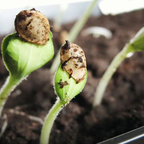 propagating seeds