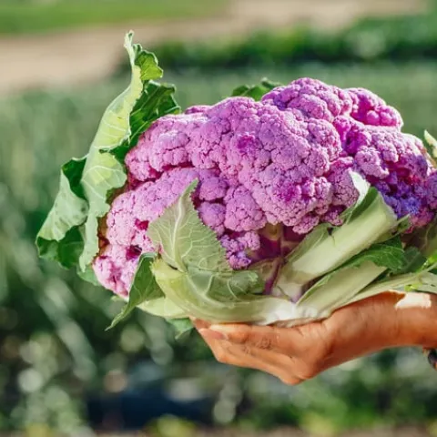 Purple cauliflower