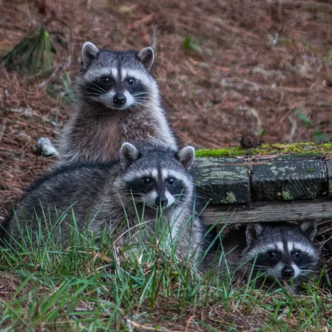 raccoons