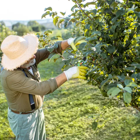 Pruning Fruit tree