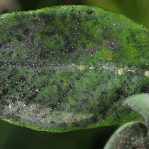 sooty mold