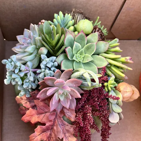 Succulent 1, Judy Hecht