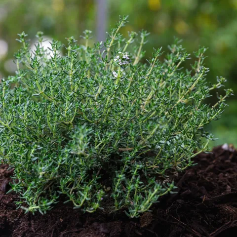 thyme