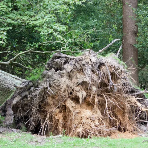 tree roots