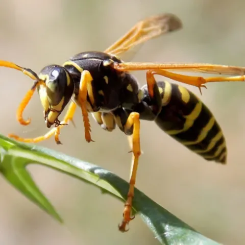 A wasp on a leaf
