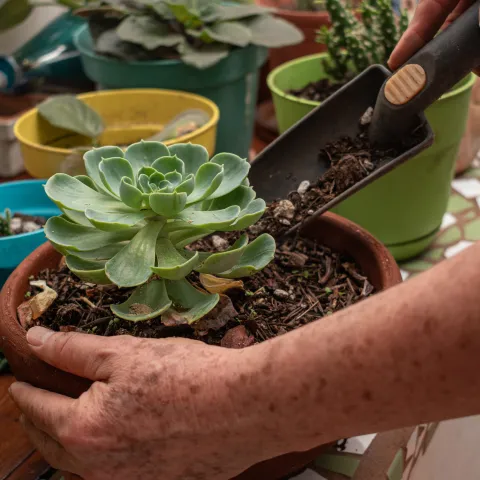 succulents