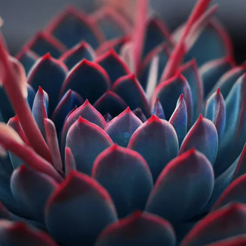 succulent