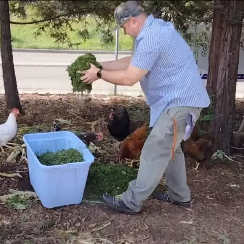 Farmer placing agricultural cuttings on a pile with chickens watching