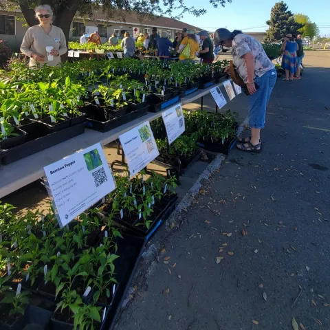 2025 MG Plant Sale