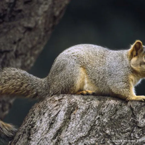 Eastern fox squirrel, UC ANR Repository