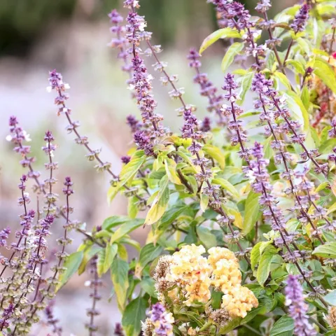 wildflowers