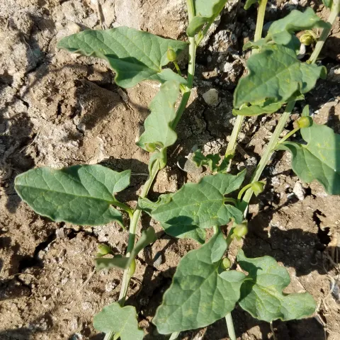  Field bindweed, a noxious weed in California has distinctive leaves and white flowers. Jeanette Alosi