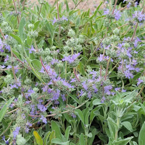 Creeping Sage flowering, Jeanette Alosi.