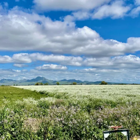 Sutter Buttes 