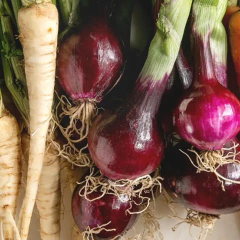 root vegetables