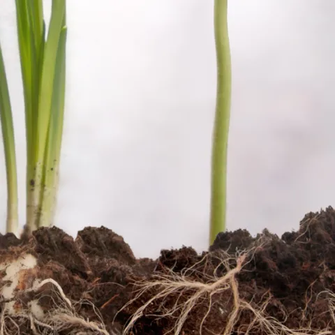 flower roots
