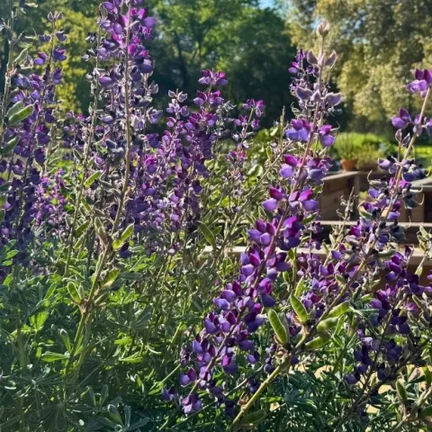 Purple flowers