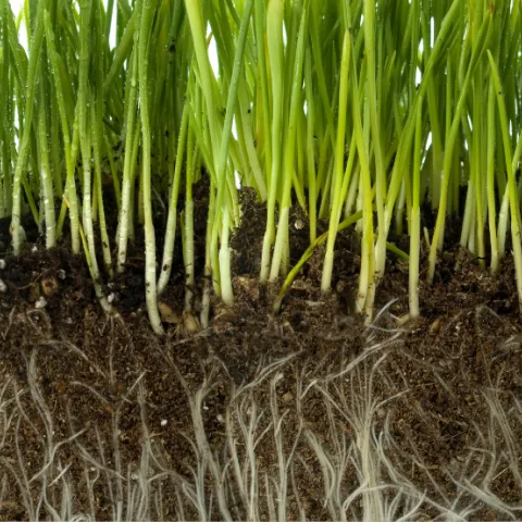 Grass Roots