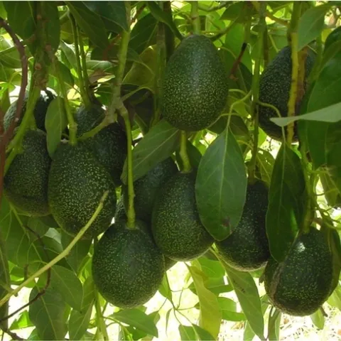 Avocado by UC IPM