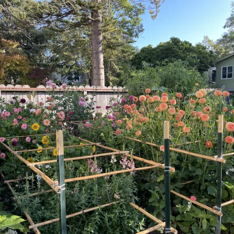 A summer-blooming bulb garden with dozens of tall blooms staked in flower beds