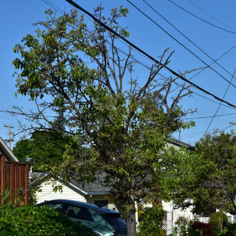 An unhealthy street tree with a mix of living and dead branches