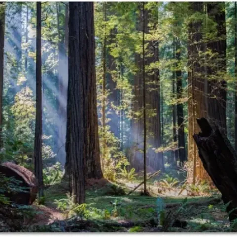 A ray of sunlight filters between the trees in a forest